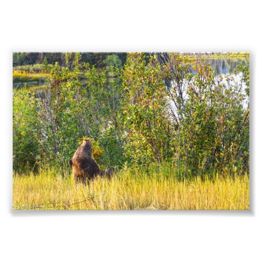 Teton Beer Eating Berries, Wyoming Foto Afdruk (Voorkant)