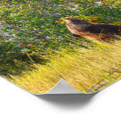 Teton Beer Eating Berries, Wyoming Poster (Hoek)