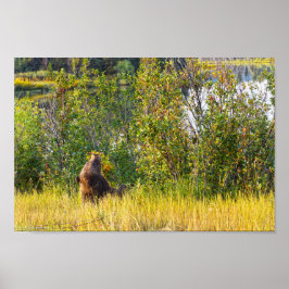 Teton Beer Eating Berries, Wyoming Poster