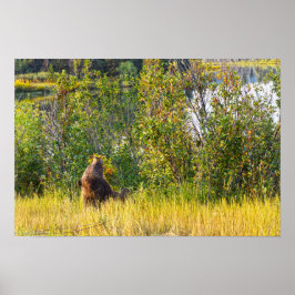 Teton-beer eet bessen, Wyoming Poster