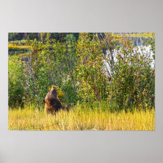 Teton-beer eet bessen, Wyoming Poster (Voorkant)