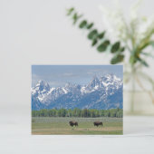 Teton Buffalo Briefkaart (Staand voorkant)