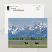 Teton Buffalo Briefkaart (Voorkant / Achterkant)