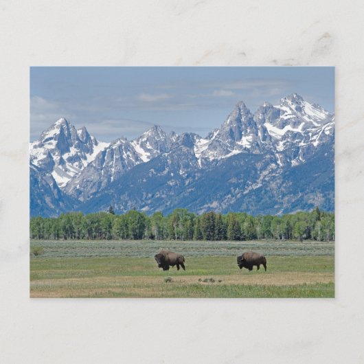 Teton Buffalo Briefkaart (Voorkant)