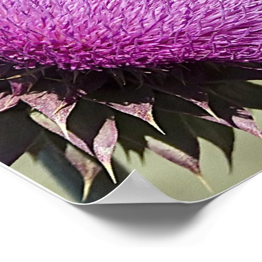 Tetons Thistle Poster (Hoek)