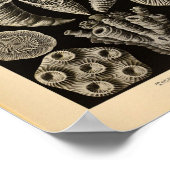  Tetracoralla-kleur Ernst Haeckel afdrukken Poster (Hoek)