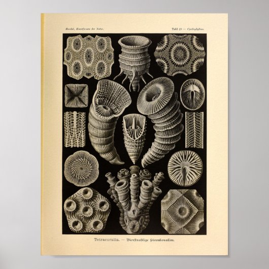  Tetracoralla-kleur Ernst Haeckel afdrukken Poster (Voorkant)