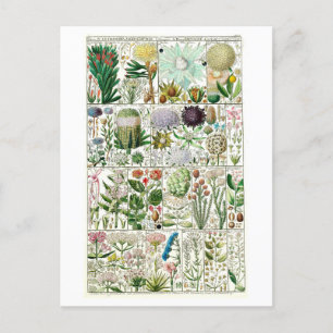  Tetrandia Floral Botanical Chart Briefkaart