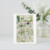  Tetrandia Floral Botanical Chart Briefkaart (Staand voorkant)