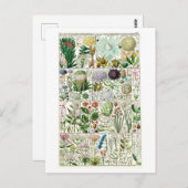  Tetrandia Floral Botanical Chart Briefkaart (Voorkant / Achterkant)