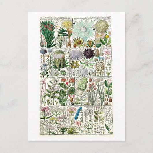  Tetrandia Floral Botanical Chart Briefkaart (Voorkant)
