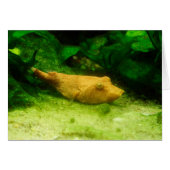 Tetraodon miurus (Voorkant Horizontaal)