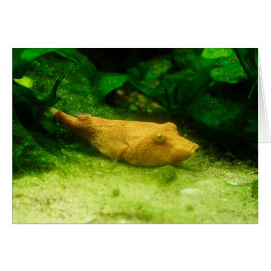 Tetraodon miurus (Voorkant Horizontaal)