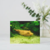 Tetraodon miurus briefkaart (Staand voorkant)