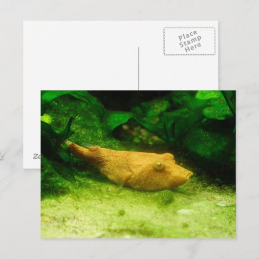 Tetraodon miurus briefkaart (Voorkant / Achterkant)