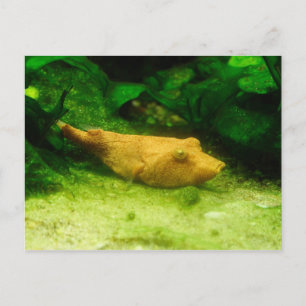 Tetraodon miurus briefkaart