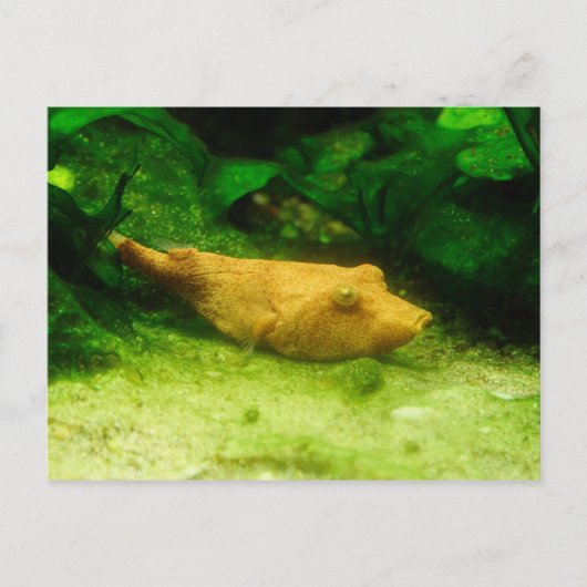 Tetraodon miurus briefkaart (Voorkant)