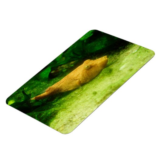Tetraodon miurus magneet (Linkerzijde)