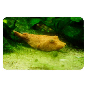 Tetraodon miurus magneet