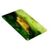 Tetraodon miurus magneet (Rechterzijde)