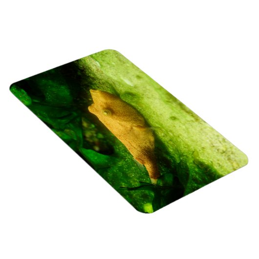 Tetraodon miurus magneet (Rechterzijde)