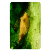 Tetraodon miurus magneet (Verticaal)