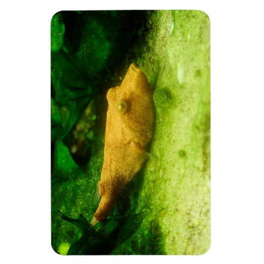 Tetraodon miurus magneet (Verticaal)