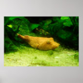 Tetraodon miurus poster (Voorkant)