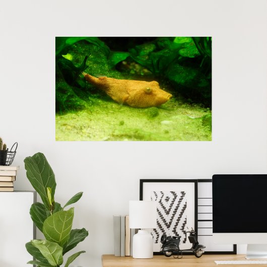 Tetraodon miurus poster (Thuiskantoor)
