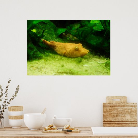 Tetraodon miurus poster (Keuken)