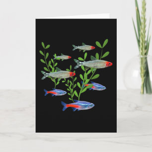 Tetras Aquarium Neon Tetras Rummy Nose Tetras Fish Kaart
