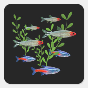 Tetras Aquarium Neon Tetras Rummy Nose Tetras Fish Vierkante Sticker