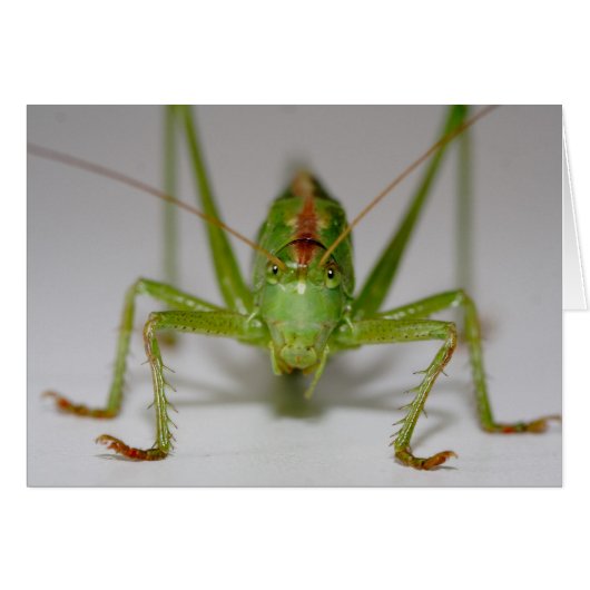 Tettigonia viridissima (Voorkant Horizontaal)