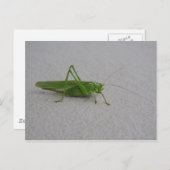 Tettigonia viridissima briefkaart (Voorkant / Achterkant)