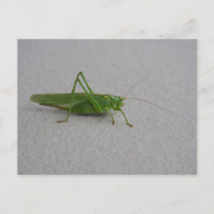 Tettigonia viridissima briefkaart