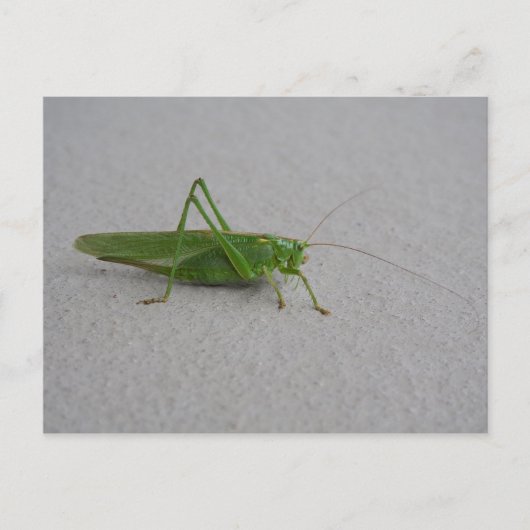 Tettigonia viridissima briefkaart (Voorkant)