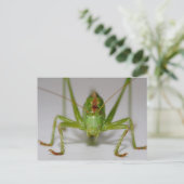 Tettigonia viridissima briefkaart (Staand voorkant)
