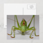 Tettigonia viridissima briefkaart (Voorkant / Achterkant)