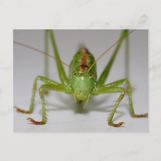 Tettigonia viridissima briefkaart (Voorkant)