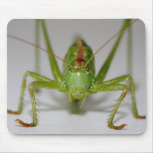 Tettigonia viridissima muismat