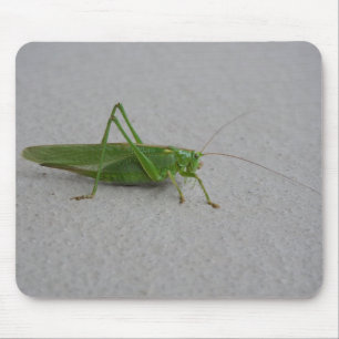 Tettigonia viridissima muismat