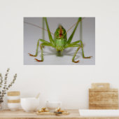 Tettigonia viridissima poster (Keuken)