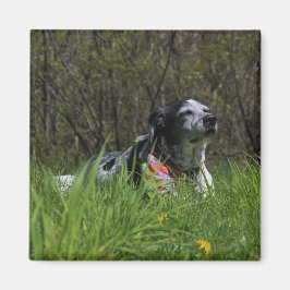 Tevredenheid Magneet