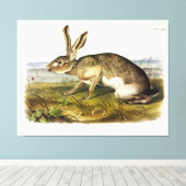 Texaanse hazen, zwarte Jack Rabbit van Audubon Canvas Afdruk (Insitu (Houten vloer))