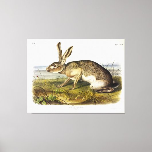 Texaanse hazen, zwarte Jack Rabbit van Audubon Canvas Afdruk (Voorkant)