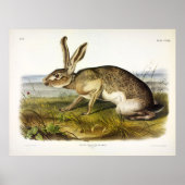 Texaanse hazen, zwarte Jack Rabbit van Audubon Poster (Voorkant)