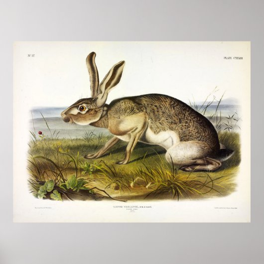 Texaanse hazen, zwarte Jack Rabbit van Audubon Poster (Voorkant)