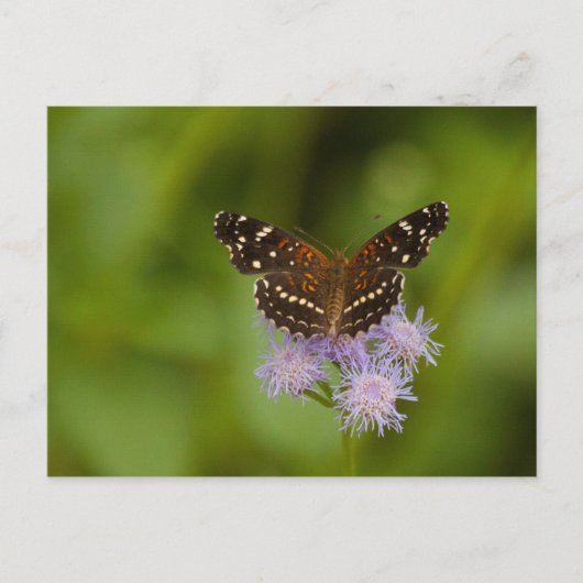 Texan Crescent Butterfly Briefkaart (Voorkant)
