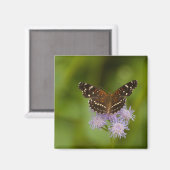 Texan Crescent Butterfly Magneet (Voorkant / Achterkant)