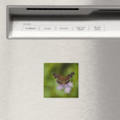 Texan Crescent Butterfly Magneet (Insitu (Vaatwasser))
